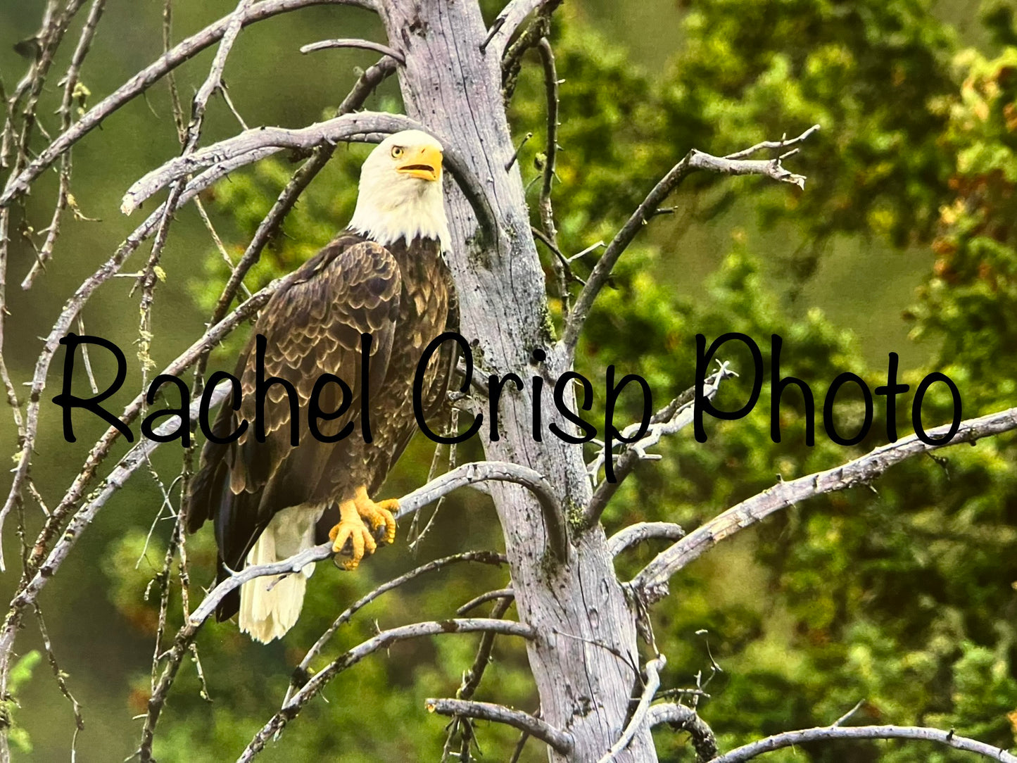 Greater Yellowstone Ecosystem 2024 Calendar