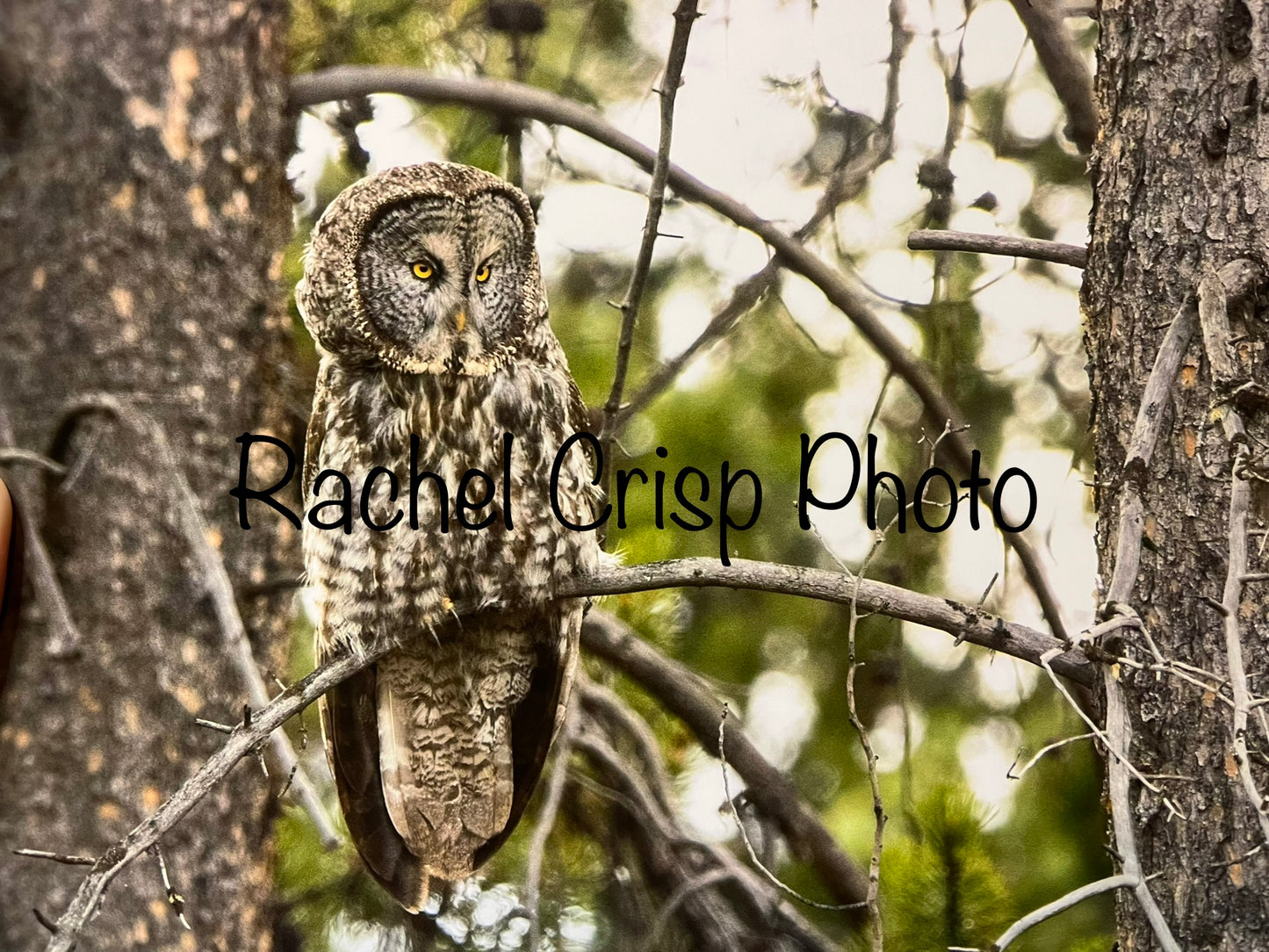 Greater Yellowstone Ecosystem 2024 Calendar