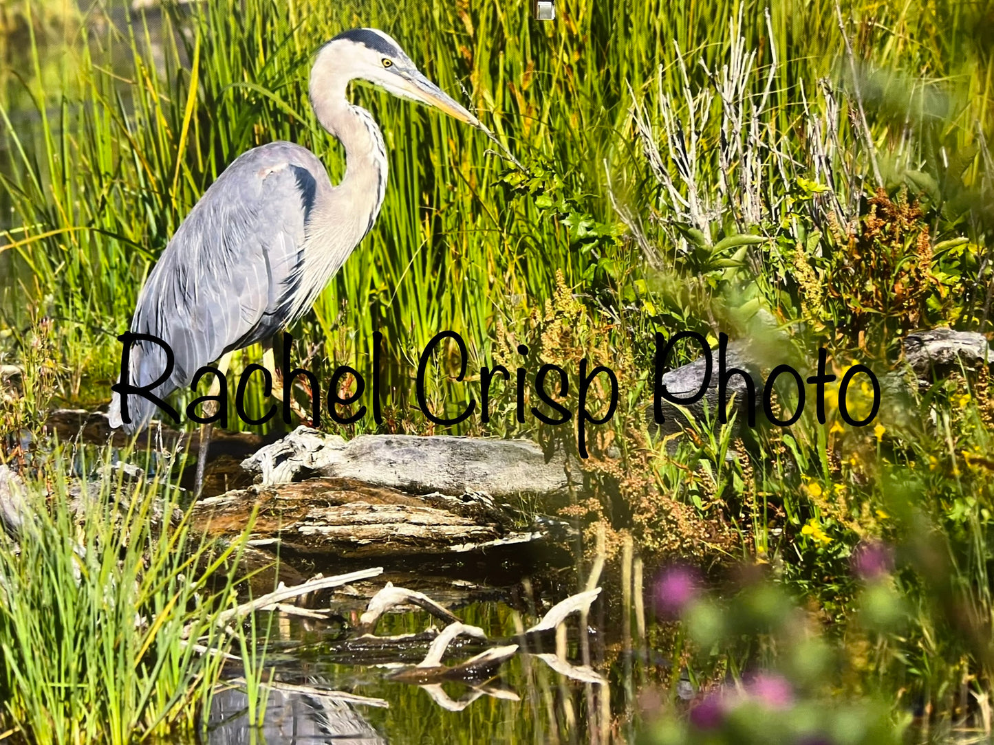 Greater Yellowstone Ecosystem 2024 Calendar